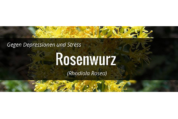 risiken_rosenwurz (1).jpg